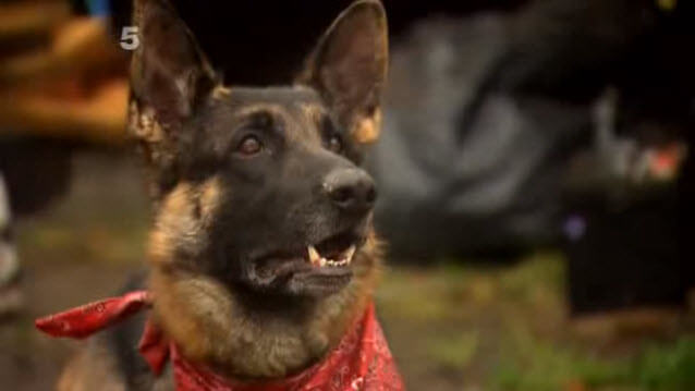 Another Amazing Dog Story