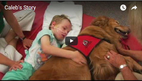 Great Therapy Dog Story!