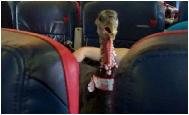 I Guess Turkeys Can Fly!