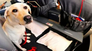 Uber Driver Suspended for Refusing to Accept Service Animal