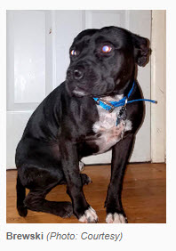 Federal Law Trumps Local Ordinances for Service Animals