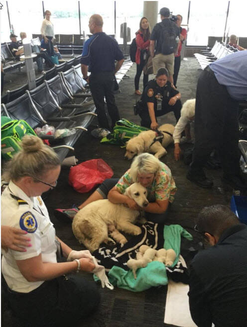 USA Service Dog Has Pups at Airport