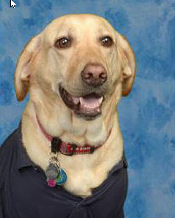 Linda The Service Dog Graduates