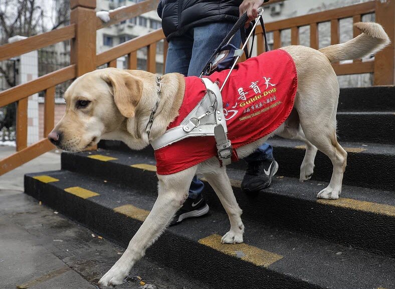 Service Animal, Emotional Support Animal and Therapy Animals What is Difference