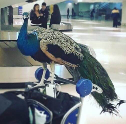 Southwest Airlines Bans Exotic Emotional Support Animals