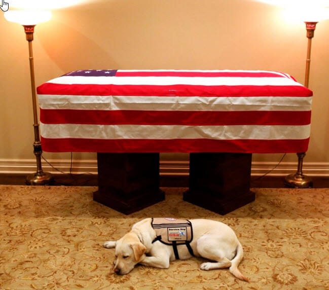 President George Bush Service Dog Sully Lies Loyally by His Casket