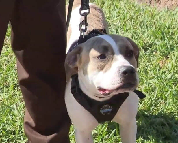 Miami-Dade County Police Department Launch Emotional Support Dog Program
