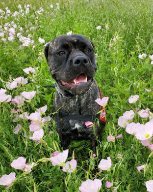 3 Service Dogs Die When Trainer Left Dog's in Hot Car