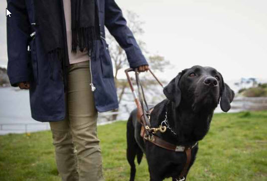 5 Service Dogs in Action