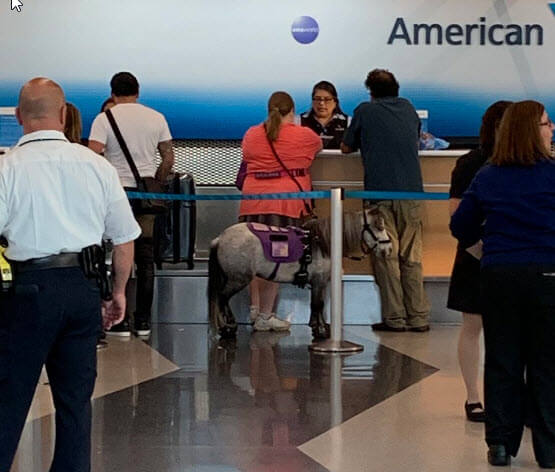 Flirty The Flying Service Horse