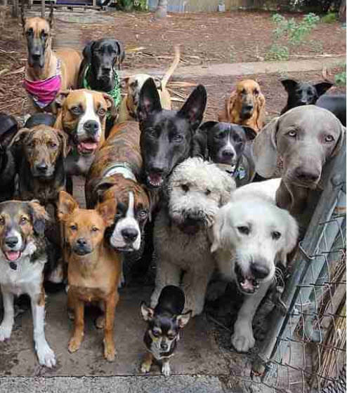 May 20th Adopt a Dog Day