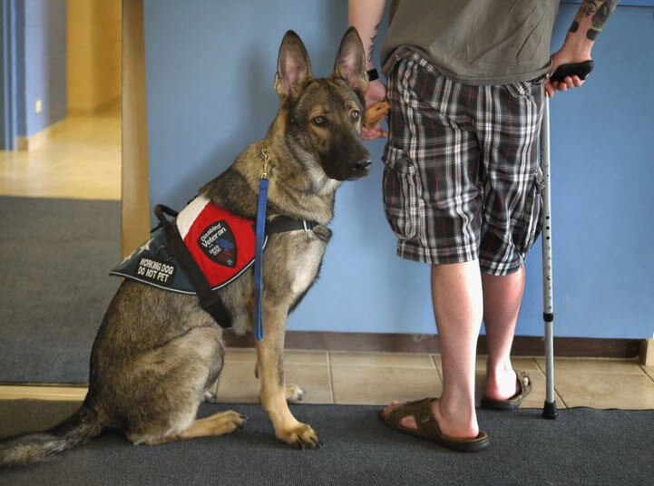 Most Common Conditions a Service Dog Can Help With