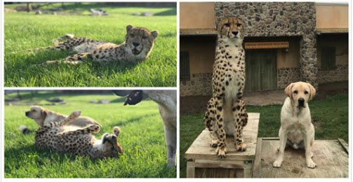 Cheetah Get’s an Emotional Support Dog